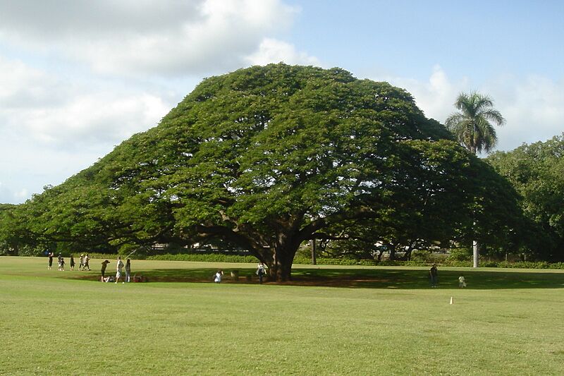Hitachi's tree (cropped)