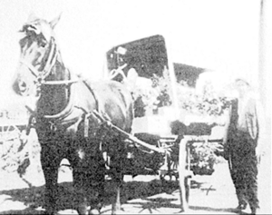 Horse 1910 photo