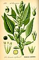 Illustration Amaranthus retroflexus0