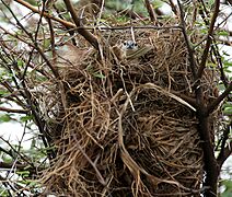 Indian Silverbill (Lonchura malabarica) in nest on Acacia W IMG 0023