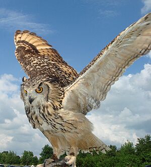 Indian eagle owl wings spread
