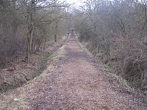 Into the trees - geograph.org.uk - 1226480.jpg