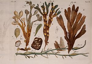Jobi Basteri med. doct., Acad. Caes. Opuscula subseciva - observationes miscellaneas de animalculis et plantis, quibusdam marinis, eorumque ovariis et seminibus continentia (1760) (14769249562)