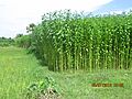 Jute Field