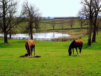 Kentucky horse farm