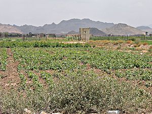 Khat (Catha edulis) farms
