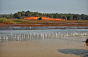 Koal fileds of Thrissur