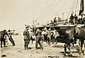 Landing horses at Gallipoli, ca 1915