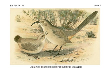 LeConte's Thrasher illustration from Merriam The Auk