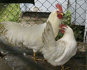 Leghorn cockerel and hen.jpg