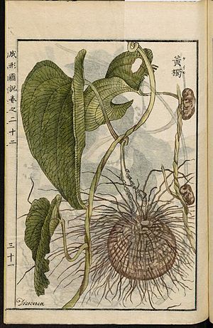 Leiden University Library - Seikei Zusetsu vol. 22, page 031 - 黄獨 - Dioscorea bulbifera L., 1804
