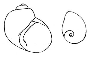 Lithoglyphus naticoides drawing