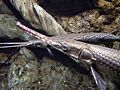 Longnose Gar