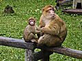 Macaca sylvanus.Mother and baby