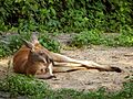 Macropus-rufus-red-kangaroo-resting b