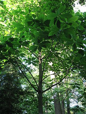 MagnoliaMacrophylla.jpg
