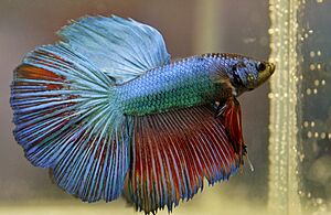 Male Betta -34245661920
