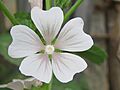 Malva pusilla at Shravanabelagola (1)