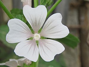 Malva pusilla at Shravanabelagola (1).jpg