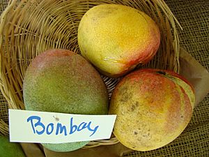 Mango Bombay Asit fs8