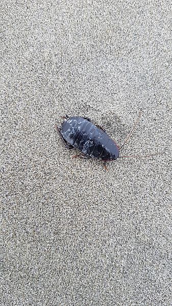 Maoriblatta novaeseelandiae 31800349