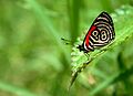 Mariposa 98