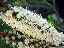 Melaleuca armillaris-Flowers