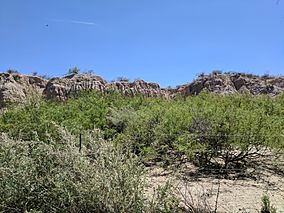 Mesilla Valley Bosque State Park on the trails.jpg