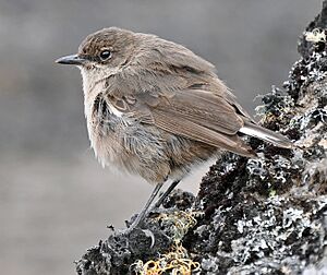 Moorland Chat at the Kilimanjaro moorland cropped.JPG