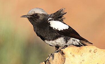 Mountain wheatear or mountain chat - male, Oenanthe monticola, at Suikerbosrand Nature Reserve, Gauteng, South Africa (15004138039)