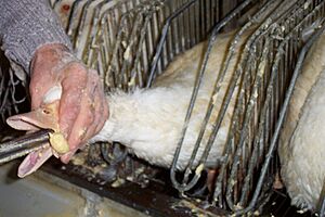 Mulard duck being force fed corn in order to fatten its liver for foie gras production