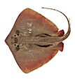 Neotrygon annotata csiro-nfc