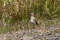 New Zealand Pipit - New Zealand (38406245295)