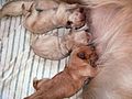 Newborn Golden Retriever Puppies