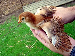 Nine day old RIR chick