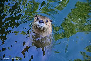 North American River Otter at Henson Robinson Zoo