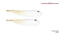 Nososticta solida female wings (34664261122)