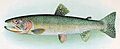 Oncorhynchus clarkii