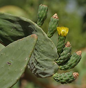 Opuntia ficus-indica (Indian Fig) flowering at Secunderabad, AP W IMG 6673
