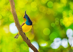 PHILIPPINE OLIVE-BACKED SUNBIRD