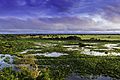 Pantanal, Mato Grosso, Brasil
