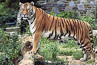Panthera tigris tigris edited2.jpg