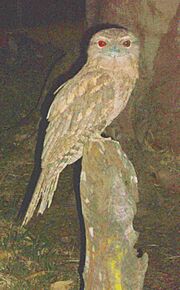 Papuan Frogmouth 3