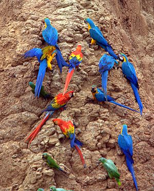 Parrots at a clay lick -Tambopata National Reserve, Peru-8c