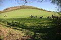 Pasture to the North West of Penstowe (Kilkhampton) Castle - geograph.org.uk - 407228