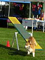 A short-legged, long-bodied, tan dog jumping off the end of a see-saw.