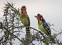 Photo of Red-and-yellow barbet