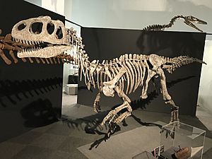 Piatnitzkysaurus mount japan.jpg