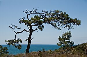 Pinus torreyana Philprice
