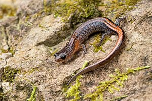 Plethodon websteri 169631240.jpg